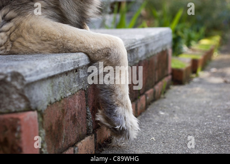 Hunde Pfote entspannt über Schritt Stockfoto