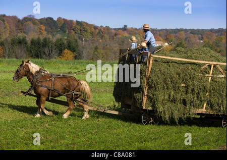 Amische Landwirt und jungen Söhne Heu mit einem Team von Pferden, Mohawk Valley, New York State Stockfoto