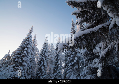 Fichten (picea abies) Bäume im Taiga Wald, Finnland Stockfoto