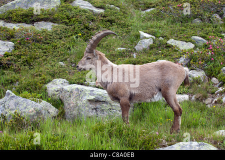 Chamonix: Flegere - Lac Blanc Trek: Steinbock Stockfoto