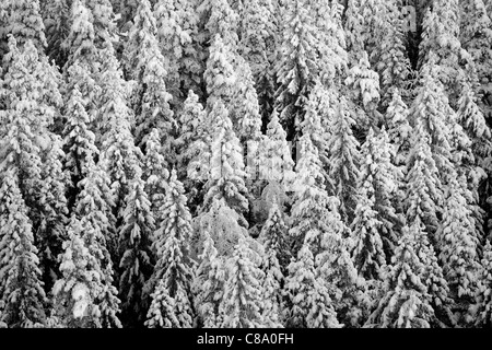 Hochwinkelansicht des dichten verschneiten borealen Fichtentaiga-Waldes (picea abies) im Winter (-25 Grad Celsius), Finnland Stockfoto