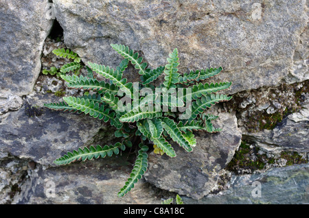 Rusty-Rückseite Farn wächst auf den Mörtel zwischen den Steinen eine Mauer. Llyn Cefni, Anglesey, Wales, UK. Stockfoto