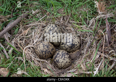 Ein Nest mit 4 Eiern des nördlichen Kiebitz, Vanellus vanellus Stockfoto