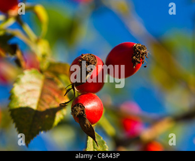 Drei sonnendurchflutete Hundsrose Beeren gegen einen bunten blauen und grünen Hintergrund Stockfoto