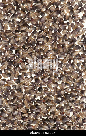 Einige lila Maiskörner auf weißem Hintergrund. Ansicht von oben. Beleuchtete zurück. Cut-Out. Stockfoto