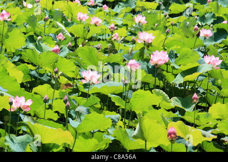 Chinesische Lotusblumen blühen in einem Pool, China Stockfoto