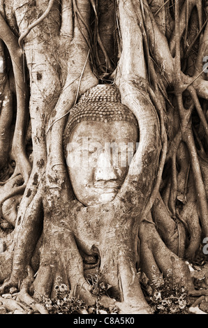 Buddha Kopf stecken in Wurzeln, Wat Phra Mahathat, Ayutthaya, Thailand Stockfoto