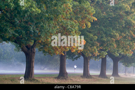 Ein am frühen Morgen Läufer in der Nähe von Virginia Water auf Windsor Great Park. Stockfoto