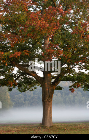 Schönen herbstlichen Baum mit einem nebligen Hintergrund an einem kalten Novembermorgen. Stockfoto