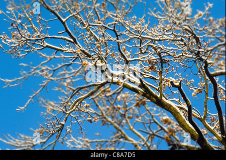 Baum schneebedeckt im Volkspark Friedrichshain, Berlin, Deutschland Stockfoto