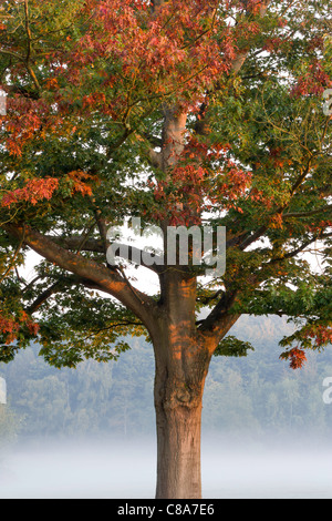 Schönen herbstlichen Baum mit einem nebligen Hintergrund an einem kalten Novembermorgen. Stockfoto