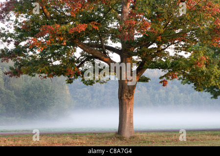 Schönen herbstlichen Baum mit einem nebligen Hintergrund an einem kalten Novembermorgen. Stockfoto