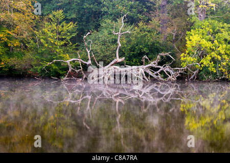 Ein umgestürzter Baum in einem See auf einem schönen herbstlichen Morgen verlegen. Stockfoto