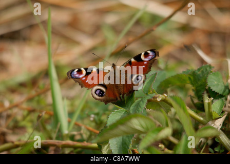 Tagpfauenauge auf Rasen Stockfoto