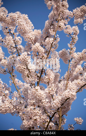 Kirschbaum in Blüte Stockfoto