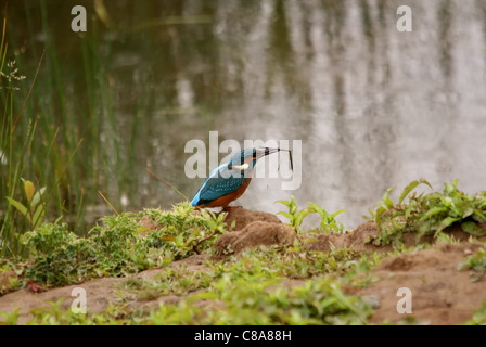 Eisvogel mit einem Zweig die aussieht wie ihre Beteiligung eine Angelrute Stockfoto