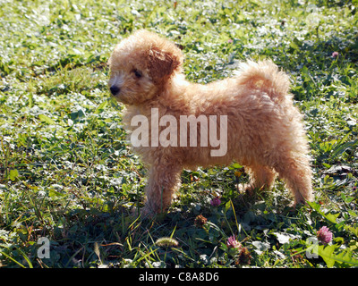 Mini-Pudel-Puppe - zehn Wochen alt Stockfoto