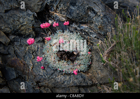 Eriogonum Ovalifolium (Kissen Buchweizen), Knie, in felsigen Lebensraum; Sierra Nevada, Kalifornien, Vereinigte Staaten von Amerika Stockfoto