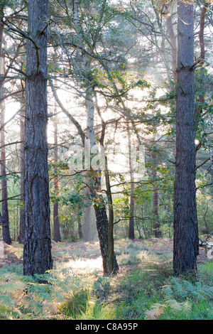 Beleuchtete Bäume auf Chobham gemeinsamen nationalen Naturreservat. Stockfoto