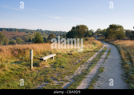 Ein Wanderweg an einem schönen herbstlichen Morgen auf Chobham gemeinsame National Nature Reserve in Surrey. Stockfoto