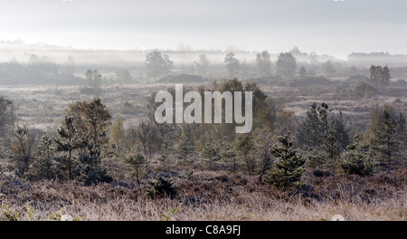 Ein sehr nebliger herbstlichen Morgen auf Chobham gemeinsame National Nature Reserve in Surrey. Stockfoto