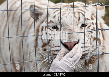 Ein weißer Tiger, wobei einen Leckerbissen aus seinem Führer. Stockfoto