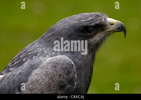 Schwarz-chested Bussard - Adler, Geranoaetus melanoleucus, aka Chilenischen Blue Eagle, schwarz Bussard - Adler, grau Bussard - Adler, Vogelschutzgebiet, Großbritannien Stockfoto