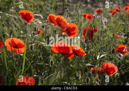 Mohnfeld Stockfoto