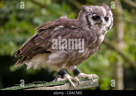 African Eagle Owl, verreaux's Eagle - Eule Bubo lacteus, häufig auch als die Milchstraße Uhu oder riesige Uhu, Vogelschutzgebiet bekannt, Großbritannien Stockfoto