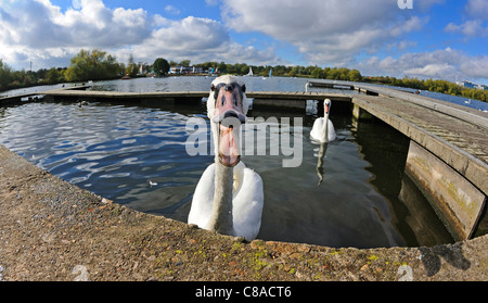 Nahaufnahme von einem Erwachsenen Höckerschwan Warnung der Fotograf mit offener Rechnung oder Schnabel und Zischen nicht um zu nahe kommen. Stockfoto