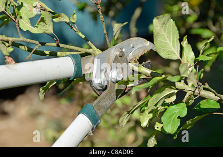 Apfel Baum-Schnitt im Herbst Stockfoto