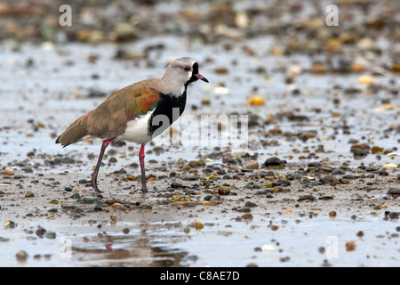 Die südlichen Kiebitz (Vanellus Chilensis) in Chile. Stockfoto