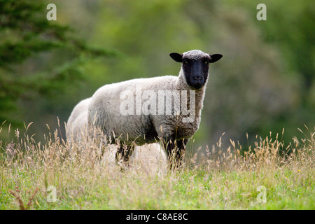 Ein Suffolk Lamm Weiden eine Wiese in Chile. Stockfoto