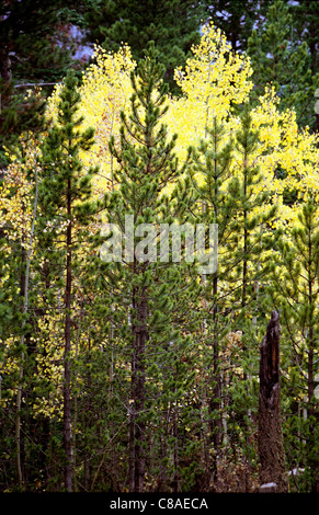Espen und Evergreens im Rocky Mountain National Forest. Stockfoto