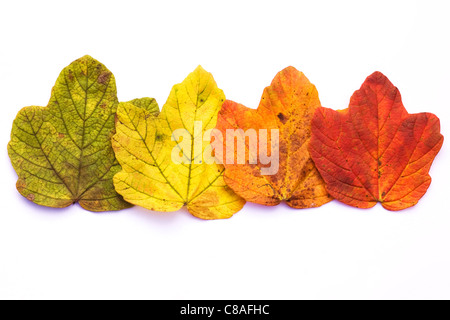 Die Farbe des Herbst Blätter auf einem weißen Hintergrund isoliert. Stockfoto