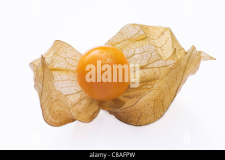 Physalis Peruviana. Eine einzige Frucht auf einem weißen Hintergrund. Stockfoto