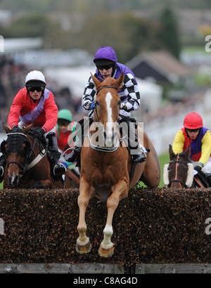 Rennpferde und Jockeys in Aktion über einen Sprung in ein Pferderennen Stockfoto