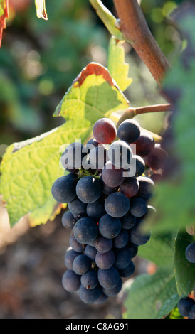 Bündel von schwarzen Trauben am Rebstock Stockfoto