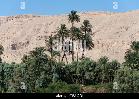 Große und mittlere Höhe Palmen und Bäumen vor dem Hintergrund der Wüste Berge und blauer Himmel, Nil Riverbank, Ägypten, Afrika Stockfoto
