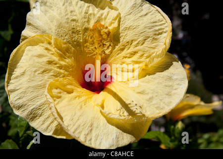 Gelben Hibiskusblüte, Trevelyan Public Gardens, Villa Comunale, Taormina, Sizilien, Italien Stockfoto