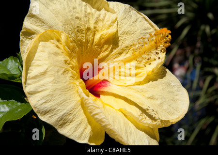Gelben Hibiskusblüte, Trevelyan Public Gardens, Villa Comunale, Taormina, Sizilien, Italien Stockfoto