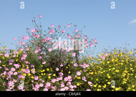 Schöne Kosmos Blüten vor blauem Himmelshintergrund Stockfoto