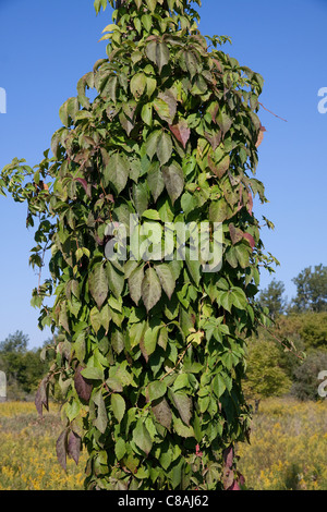 Wildem Wein wachsen auf Power Pole Parthenocissus Quinquefolia E USA Stockfoto