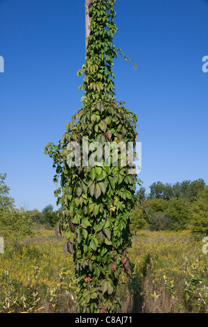 Wildem Wein wachsen auf Power Pole Parthenocissus Quinquefolia E USA Stockfoto