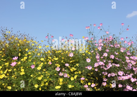 Schöne Kosmos Blüten vor blauem Himmelshintergrund Stockfoto