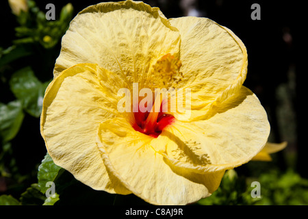 Gelben Hibiskusblüte, Trevelyan Public Gardens, Villa Comunale, Taormina, Sizilien, Italien Stockfoto