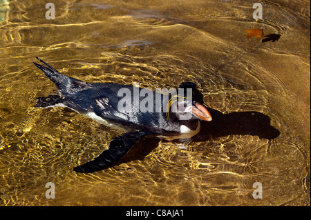 Nahaufnahme Bild eines Pinguins Makkaroni in Gefangenschaft. Stockfoto