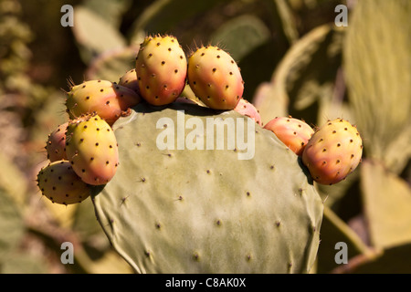 Stachelige Birne Kaktus Pflanze, Sizilien, Italien Stockfoto