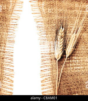 Weizen-Grenze über den Hintergrund der Arbeitsfläche, Erntezeit, Thanksgiving Urlaub Dekoration Stockfoto