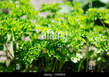 Geschweiften Petersilie wächst im Gemüsegarten Stockfoto